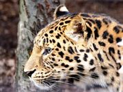 雷ちゃんさんの旭山動物園の投稿写真8