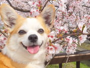 あいさんのクロスランドおやべの投稿写真1