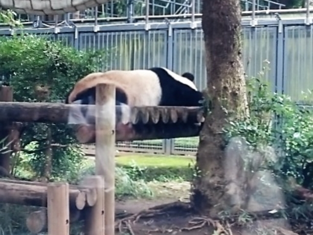 パンダ_上野動物園