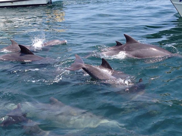 イルカがこんなに近くまで寄ってきます!_丸健水産