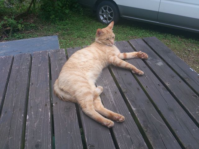 テラスには猫_インド料理・紅茶 チャンド・メラ