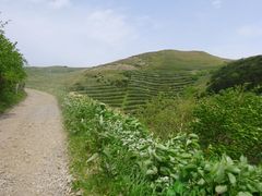 まこさんの礼文林道への投稿写真1