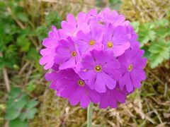 まこさんの礼文林道への投稿写真2