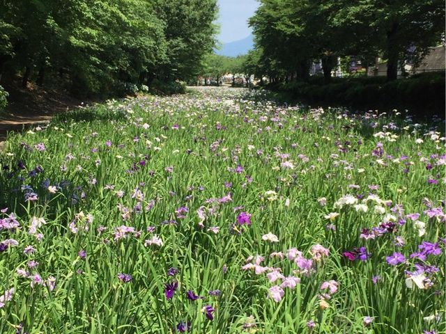 赤堀花しょうぶ園