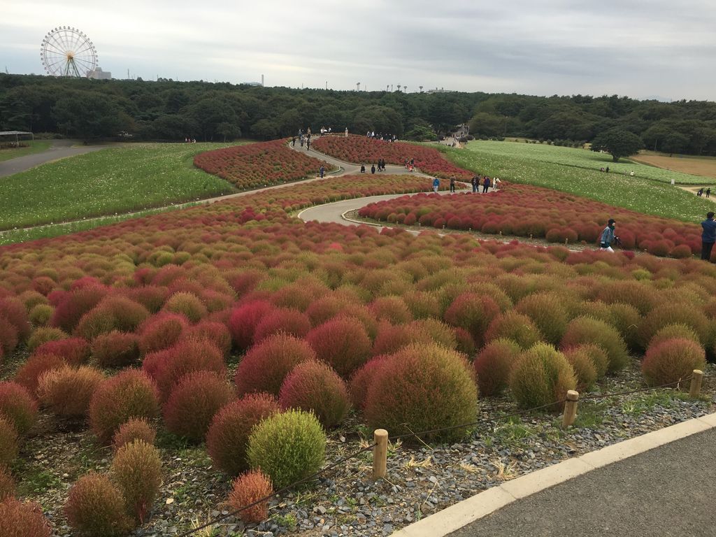 国営ひたち海浜公園