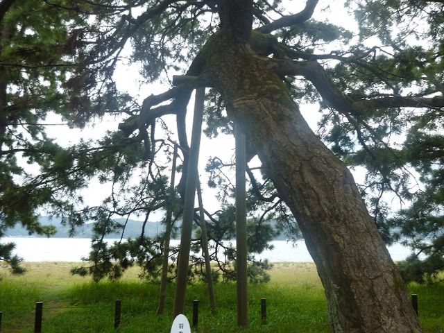 途中数本の松に名の付いた立て看板が立ちいわれ等の説明書きがあった_天橋立のくろまつ