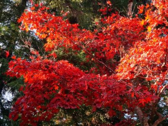 紅葉谷公園 _紅葉谷公園