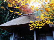 しどーさんの法然院の投稿写真2