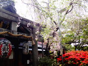 しどーさんの雨宝院の投稿写真1