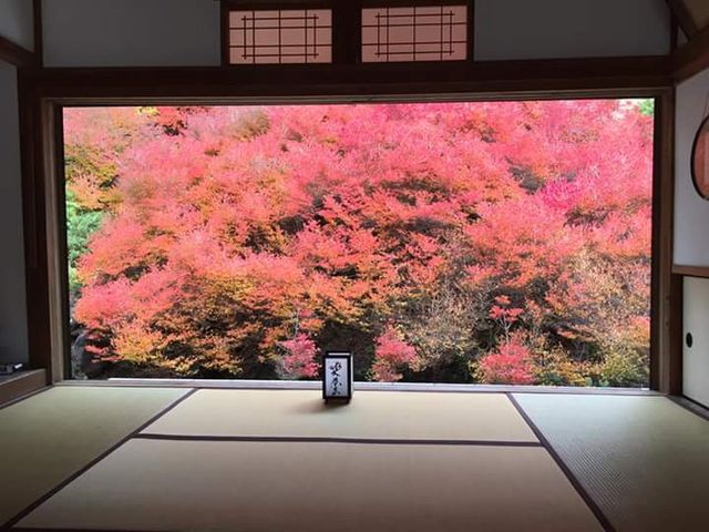 今年のです。_但馬安国寺ドウダンツツジ