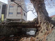 やんまあさんの木の根橋の投稿写真1