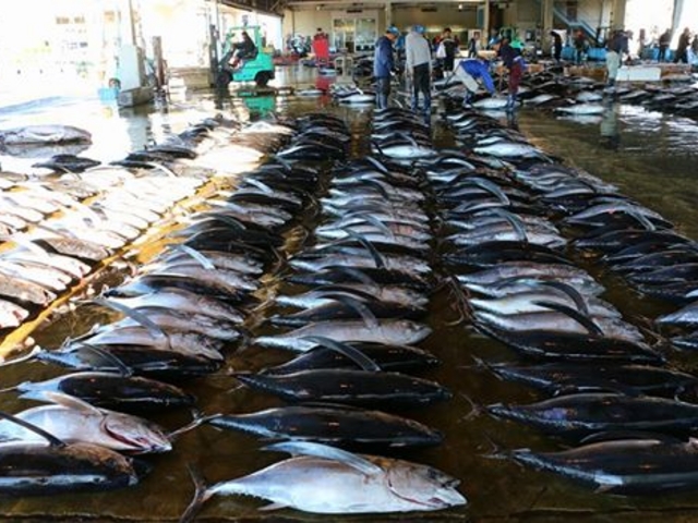 マグロがずらり_勝浦漁港