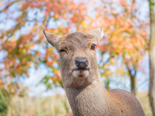 カメラに向かってアピール_奈良公園