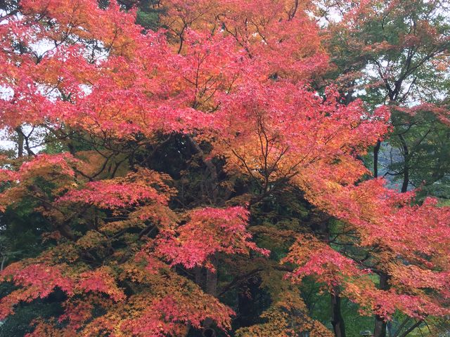 真っ赤な紅葉_久安寺