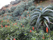 KAKOさんの南伊豆アロエセンターの投稿写真1