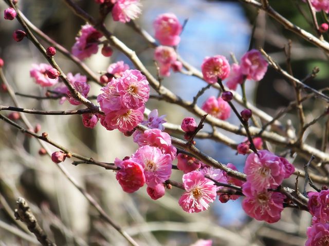 妙本寺(神奈川県鎌倉市)