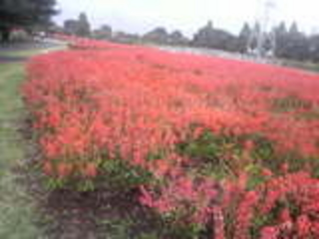 きれい_大宮花の丘農林公苑