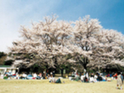 ゆうさんの県営狭山稲荷山公園の投稿写真1