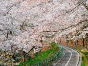 まつりさんの土師ダム周辺の桜の投稿写真1