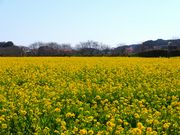 ニコちゃんさんの元気な百姓たちのひまわり畑の投稿写真1