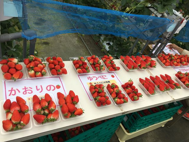 食べ比べイベント中でした。狩れるのは章姫でしたが、かおりのが一番甘くおいしかったです_伊豆フルーツパーク