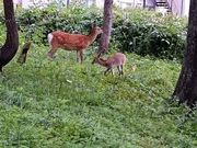 とこさんの国設知床野営場の投稿写真1