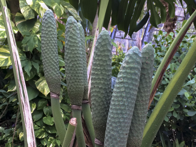 まるで、大きな土筆のような_長崎県亜熱帯植物園
