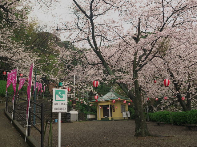 sklfhさんのウエノ公園の桜の投稿写真1