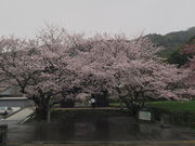 sklfhさんの長保寺大門の投稿写真1