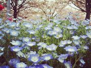 みちさんのさくら広場の投稿写真1