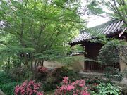 キヨさんの唐招提寺の蓮の投稿写真2