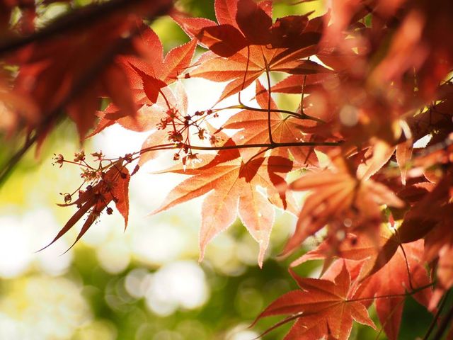 4月下旬に一本だけ紅葉しています。_円山公園