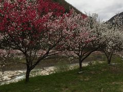 花桃発祥の地(はなもも街道)の写真2