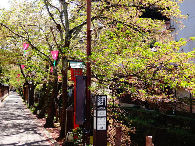 城崎温泉街の桜_城崎温泉街の桜