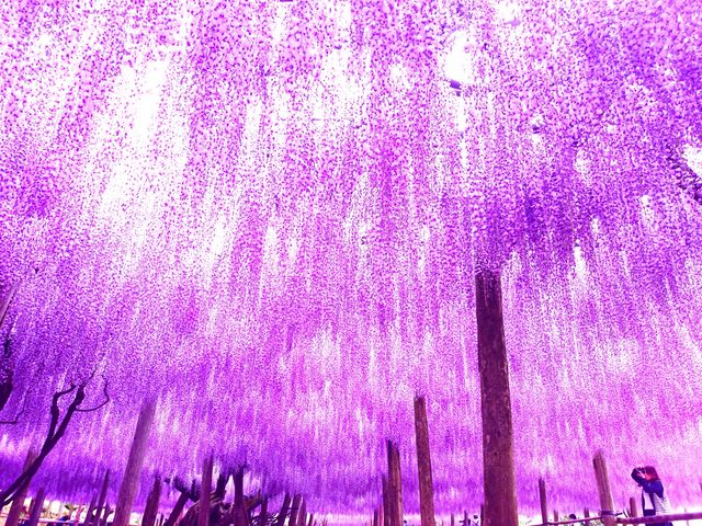 降り注ぐ藤の花。絶景です。_河内藤園