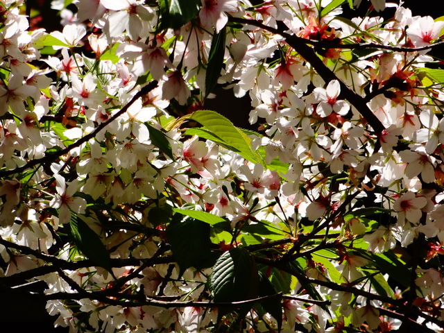 桜花見_城崎温泉の桜花見