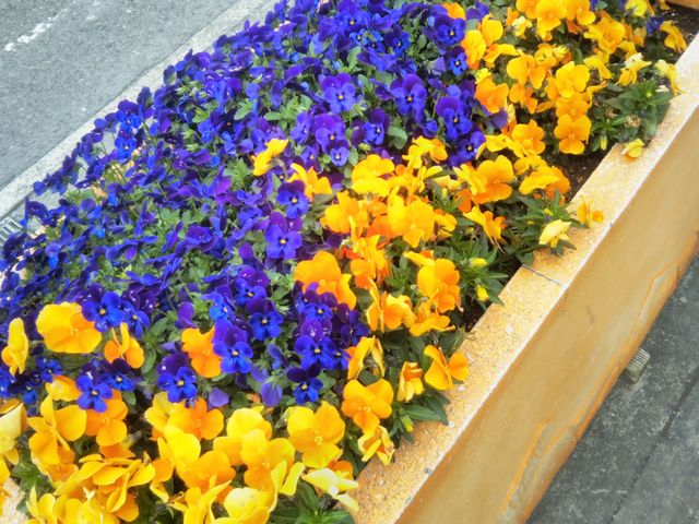 『綺麗な花壇』_道の駅 開国下田みなと