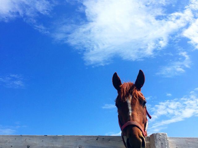 空の青が美しい〜_競走馬の放牧