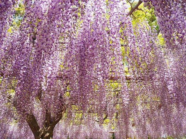 独特の香りがした_曼陀羅寺公園の藤