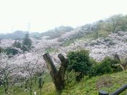 ピコリンさんの県立塚山公園の投稿写真1