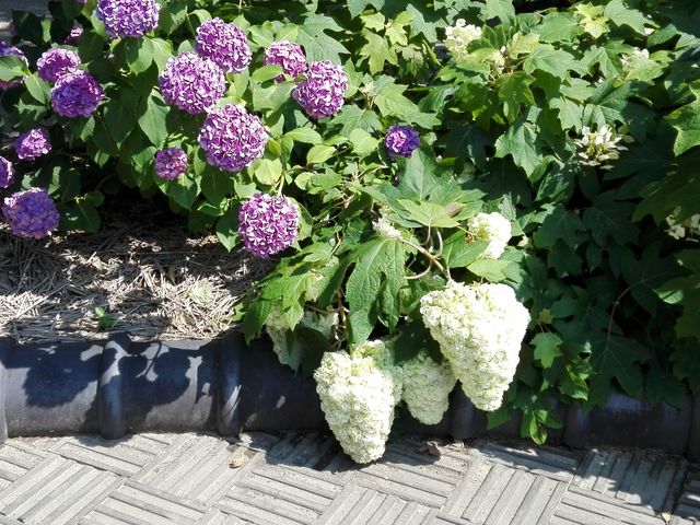 あじさい_大塚性海寺歴史公園