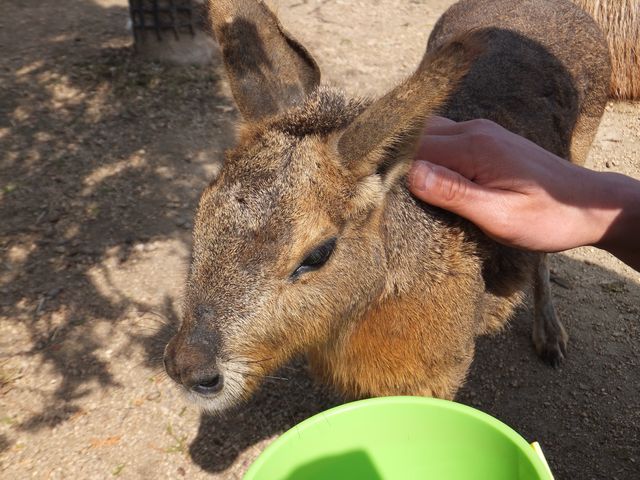 寄ってきてくれるマーラちゃんは珍しいですよ_赤穂海浜公園「動物ふれあい村」