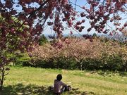 シロさんの愛宕山の桜の投稿写真1