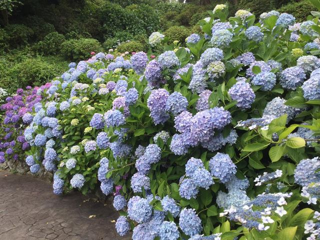 鮮やかなあじさい群_下田公園のアジサイ