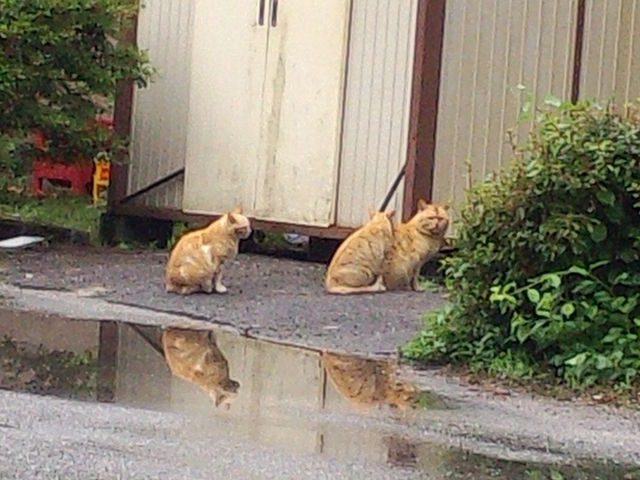 仙人閣でご飯待ち?_葛温泉