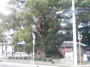 さとけんさんの須賀神社のクスの投稿写真1