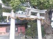 さとけんさんの須賀神社のクスの投稿写真3