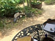 ギグスさんのもくせいの花の投稿写真1