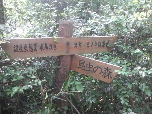 どこからが昆虫の森であるかという案内板は特になく、だいたいクヌギの樹があるところが昆虫の森_昆虫の森