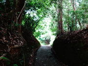 しどーさんの高野参詣道町石道の投稿写真1